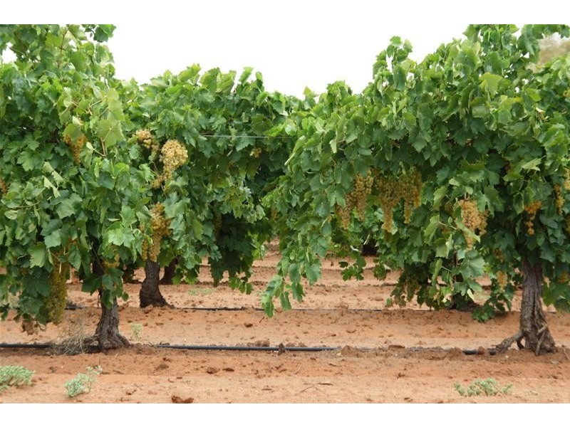 Lot 2 San Mateo Avenue, Mildura VIC 3500