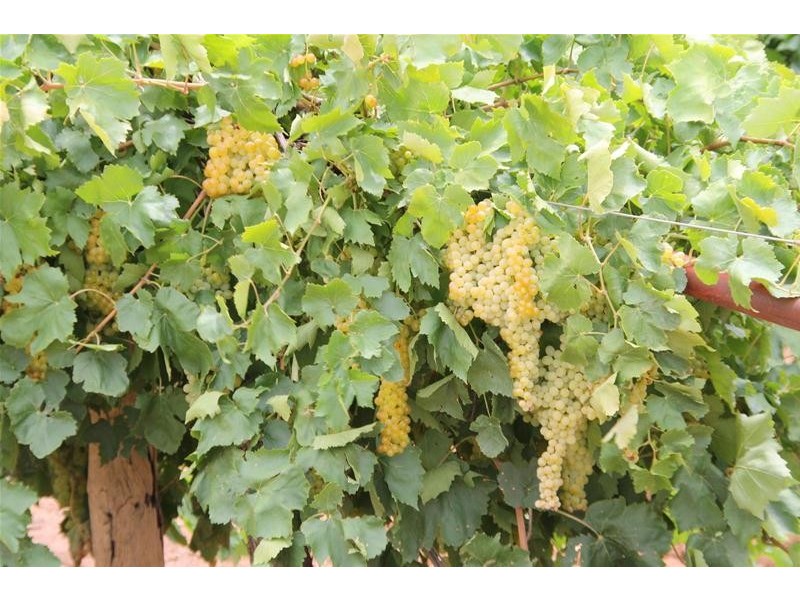 Lot 2 San Mateo Avenue, Mildura VIC 3500