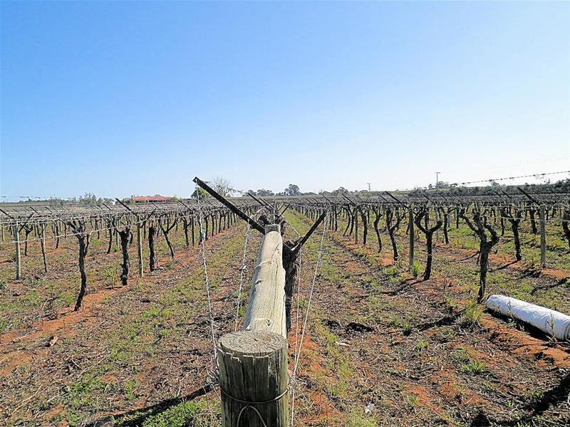 303 Millewa Road, Red Cliffs VIC 3496