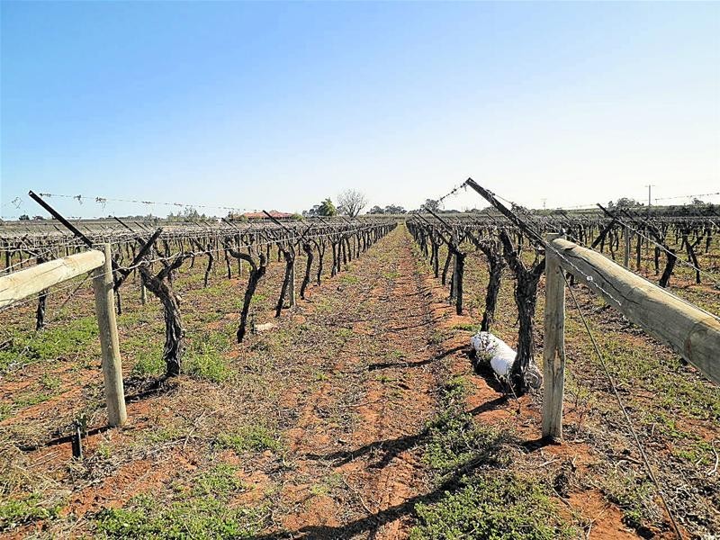 303 Millewa Road, Red Cliffs VIC 3496