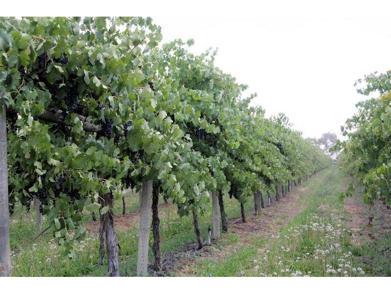 57 First Street, Merbein VIC 3505