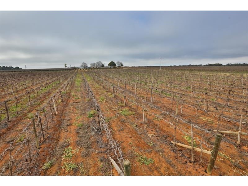 120 Combunyee Road, Dareton NSW 2717