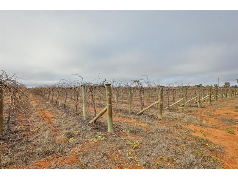 120 Combunyee Road, Dareton NSW 2717