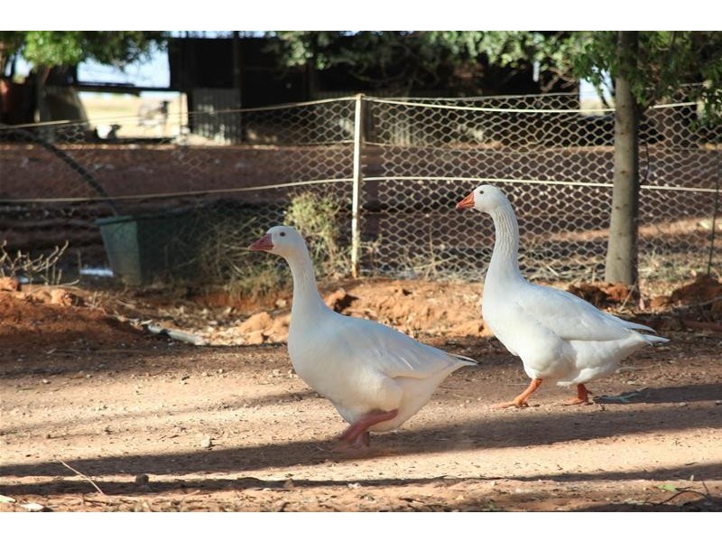 Old Mail Road, Wargan VIC 3505
