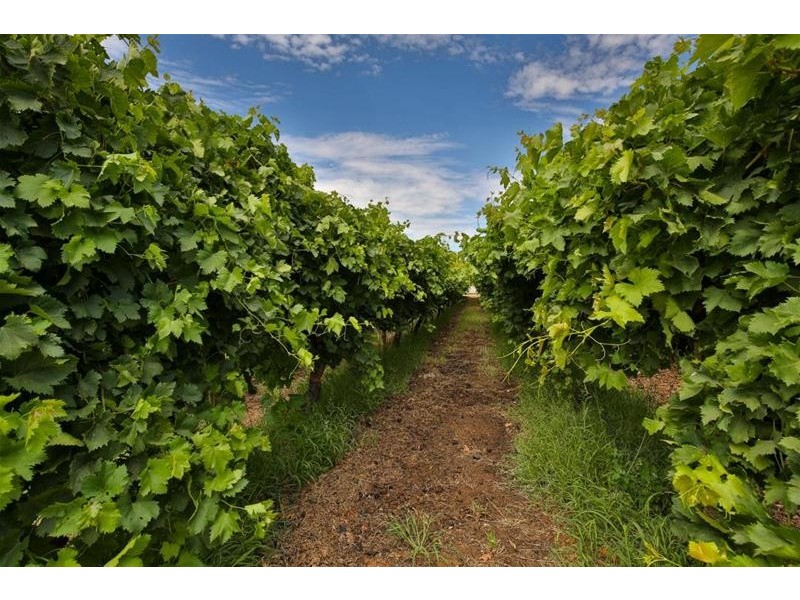 525-529 Irymple Avenue, Irymple VIC 3498