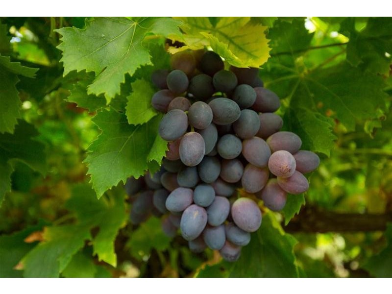 525-529 Irymple Avenue, Irymple VIC 3498