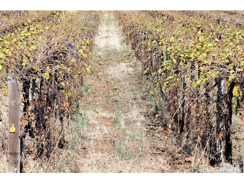 Lot 3/ Yelta Road, Merbein VIC 3505