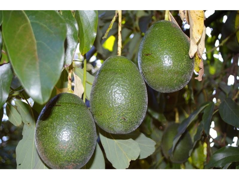 952b Kookaburra Drive, Dareton NSW 2717