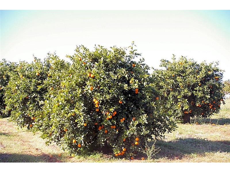 952b Kookaburra Drive, Dareton NSW 2717