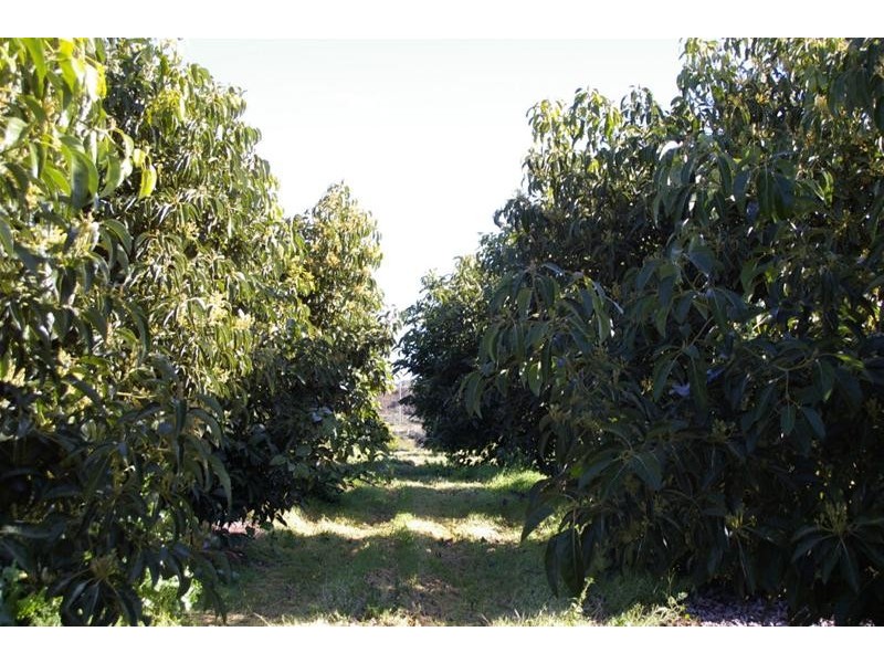 952b Kookaburra Drive, Dareton NSW 2717