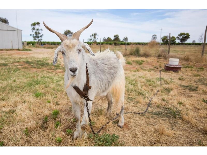 269 Gunya Road, Dareton NSW 2717