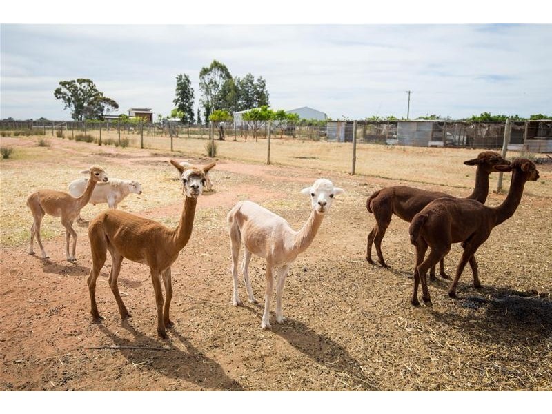 269 Gunya Road, Dareton NSW 2717