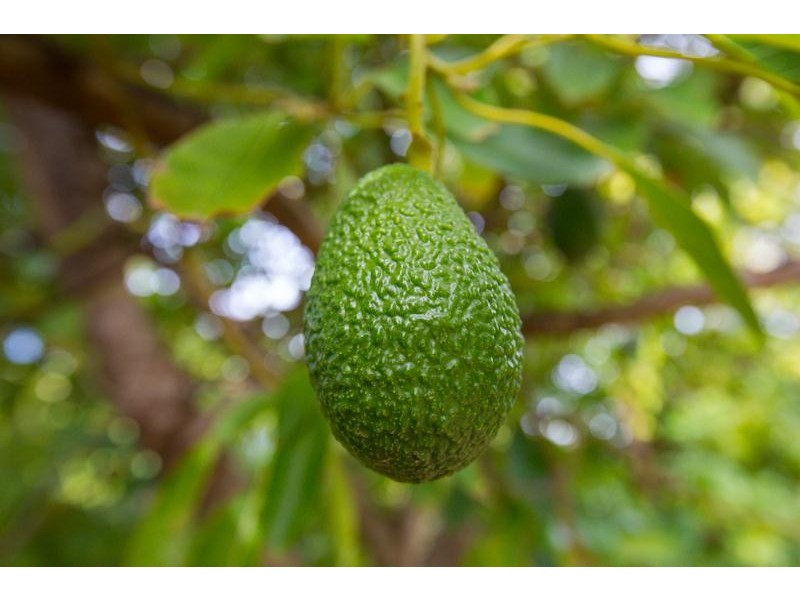 217-231 Ranfurly Way, Mildura VIC 3500