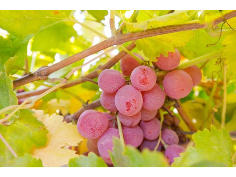 217-231 Ranfurly Way, Mildura VIC 3500