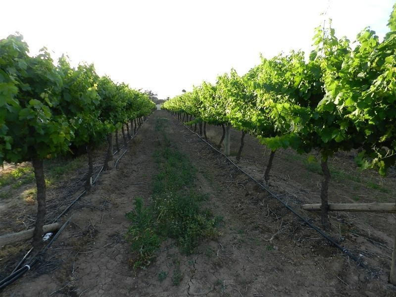 18 Morpung Avenue, Nichols Point VIC 3501