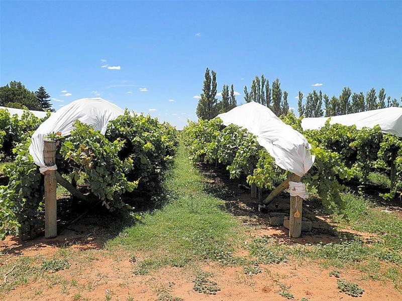 302 Irymple Avenue, Nichols Point VIC 3501