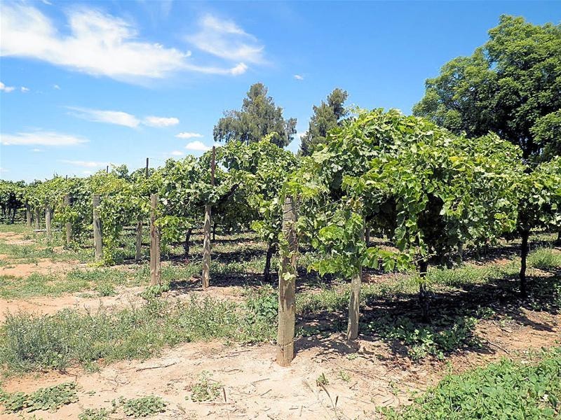 302 Irymple Avenue, Nichols Point VIC 3501