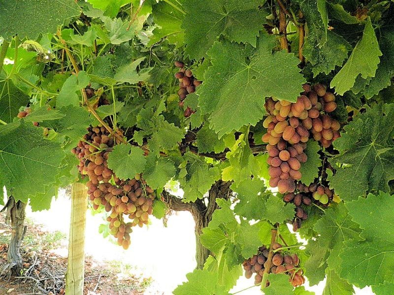 302 Irymple Avenue, Nichols Point VIC 3501