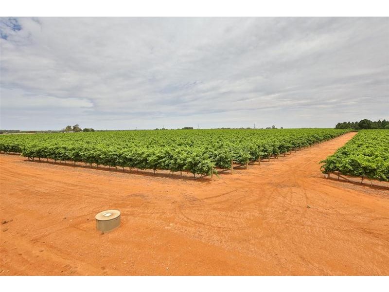 145 Alba Road, Dareton NSW 2717