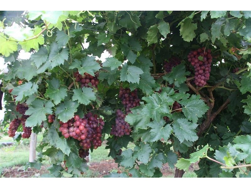 Blk 699 & 698B Boomerang Avenue, Cardross VIC 3496