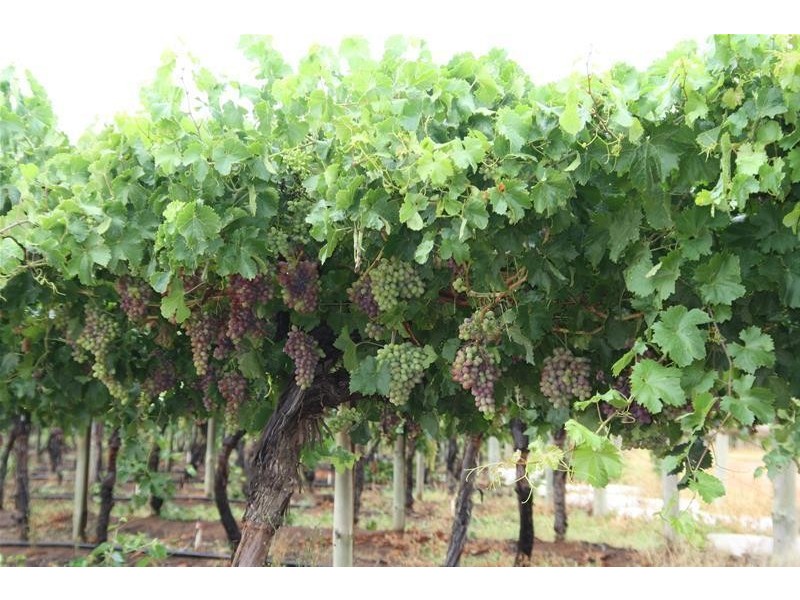 Blk 699 & 698B Boomerang Avenue, Cardross VIC 3496