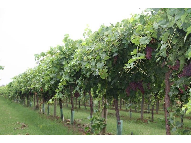 Blk 699 & 698B Boomerang Avenue, Cardross VIC 3496