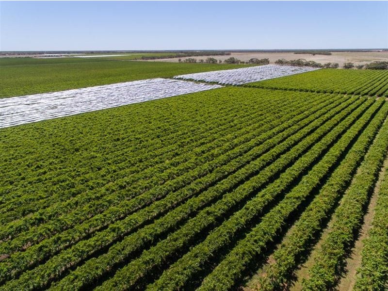 2756 Tapalin Mail Road, Euston NSW 2737