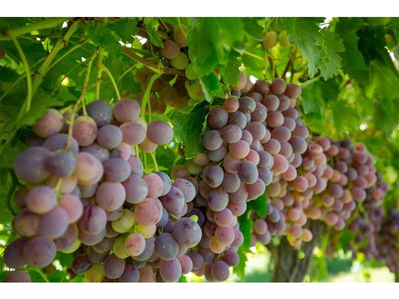 2756 Tapalin Mail Road, Euston NSW 2737