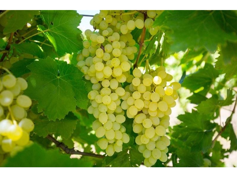 2756 Tapalin Mail Road, Euston NSW 2737