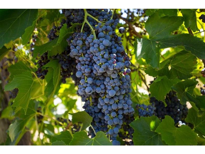 2756 Tapalin Mail Road, Euston NSW 2737