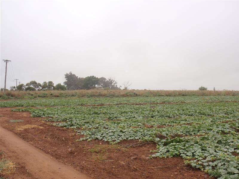 Lot 1/ Freemans Road, Red Cliffs VIC 3496