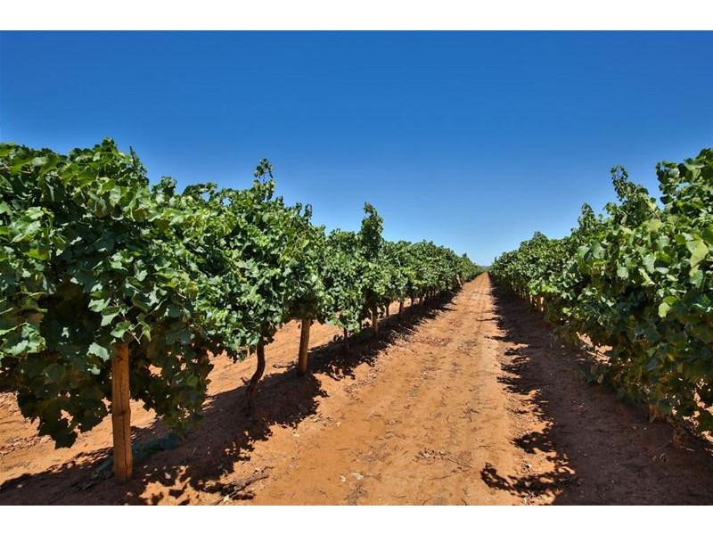 87 Bernarra Road, Dareton NSW 2717