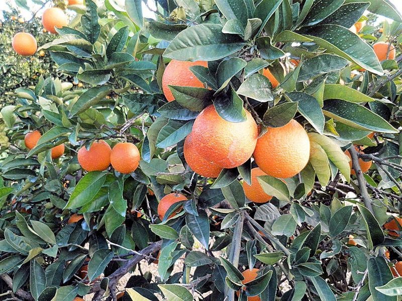 2265 Silver City Highway, Curlwaa NSW 2648