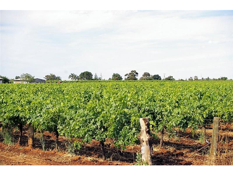 Blk 98 Oak Avenue, Birdwoodton VIC 3505