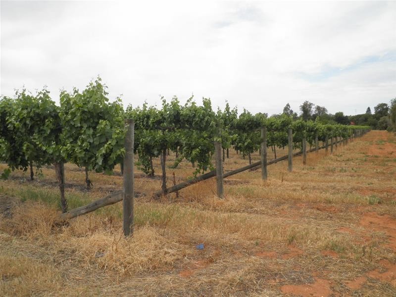 66 Oleander Drive, Dareton NSW 2717