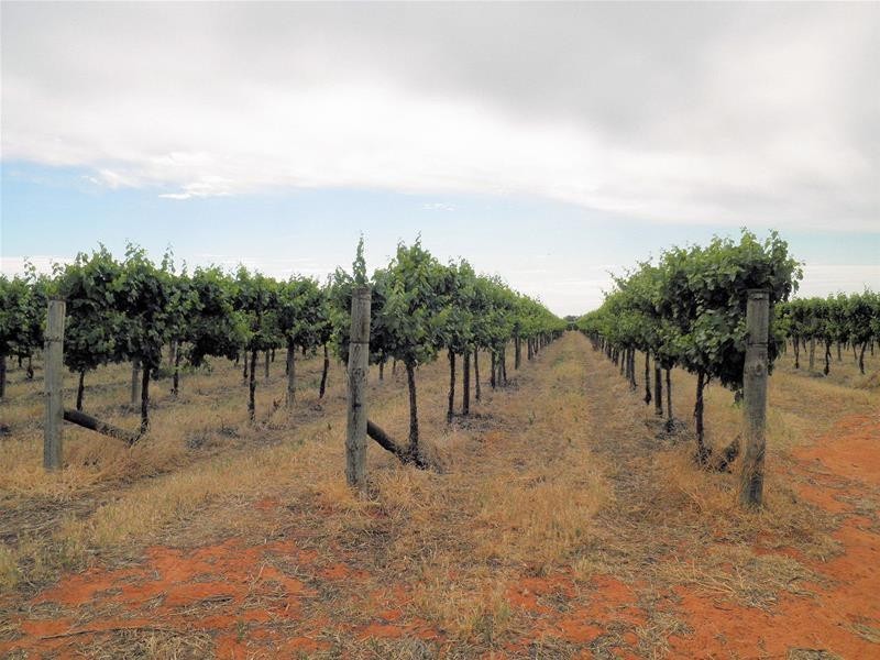 66 Oleander Drive, Dareton NSW 2717