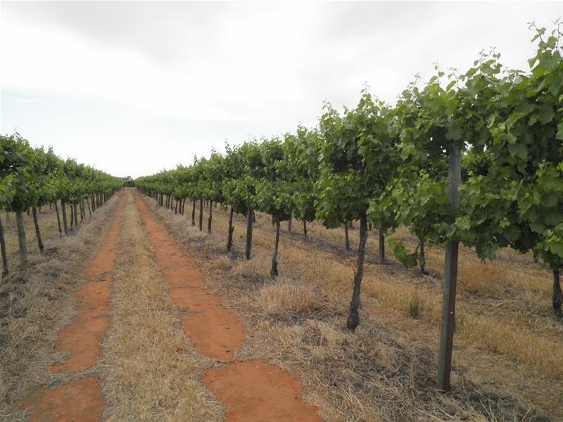 66 Oleander Drive, Dareton NSW 2717