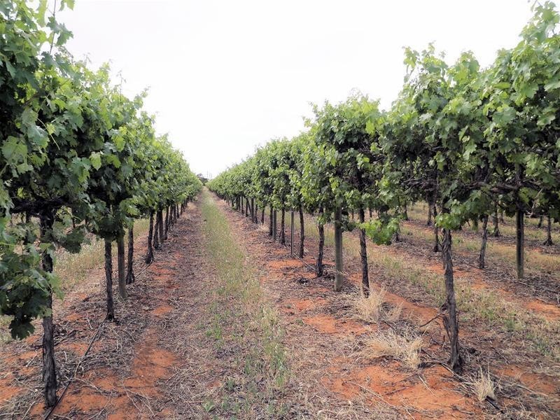 66 Oleander Drive, Dareton NSW 2717