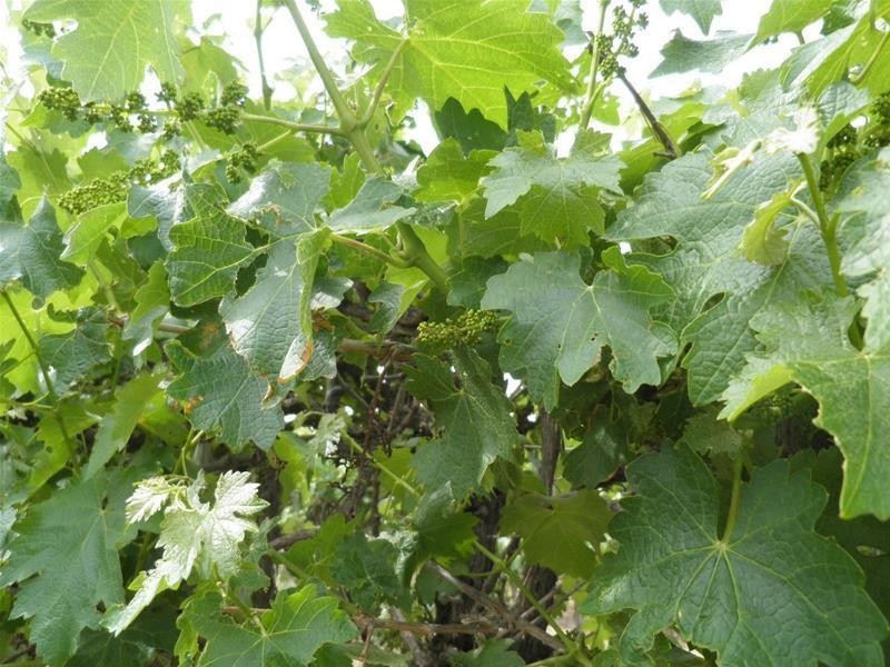 66 Oleander Drive, Dareton NSW 2717