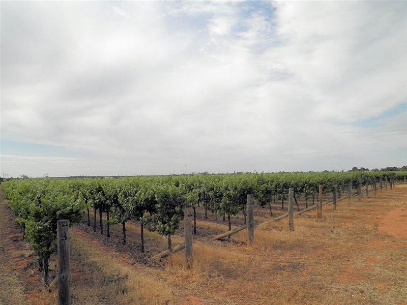 66 Oleander Drive, Dareton NSW 2717