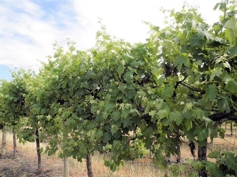 66 Oleander Drive, Dareton NSW 2717