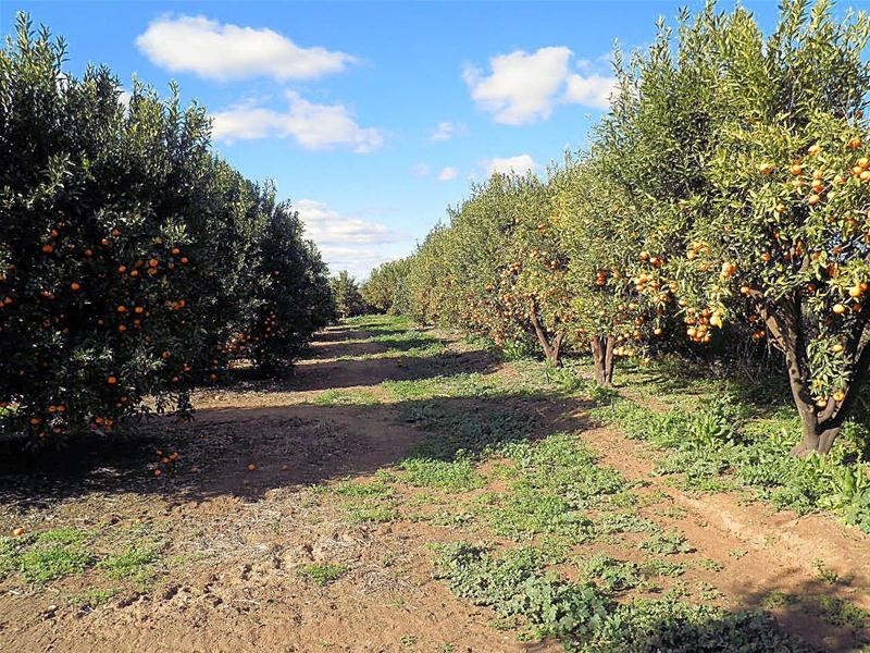 2265 Silver City Highway, Curlwaa NSW 2648