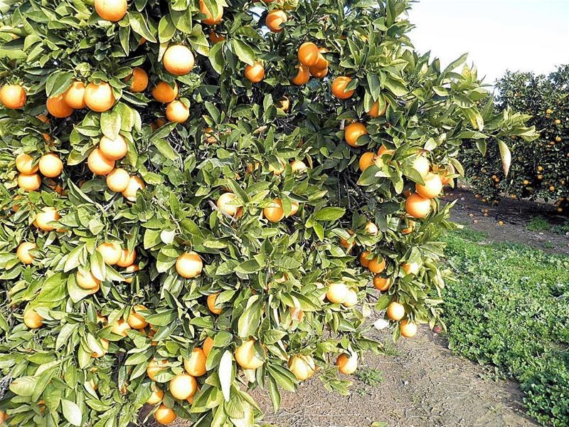 2265 Silver City Highway, Curlwaa NSW 2648