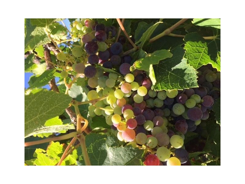 Block 153 Paschendale Avenue, Merbein West VIC 3505