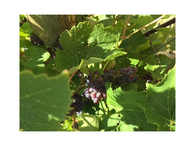 Block 153 Paschendale Avenue, Merbein West VIC 3505