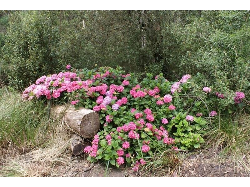 1184a Mole Creek Road, Chudleigh TAS 7304