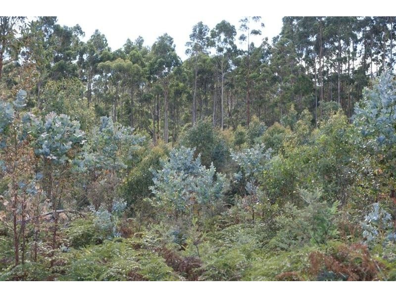 Lot 1 Bogan Road, Golden Valley TAS 7304