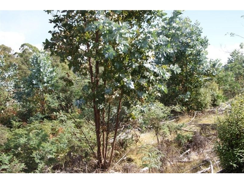 Lot 1 Bogan Road, Golden Valley TAS 7304