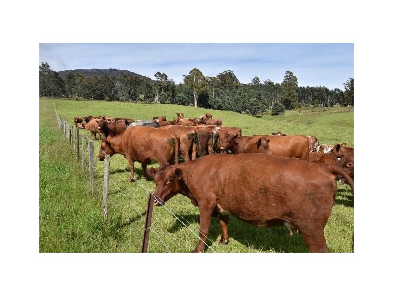 68 Mt Beulah Road, Western Creek TAS 7304