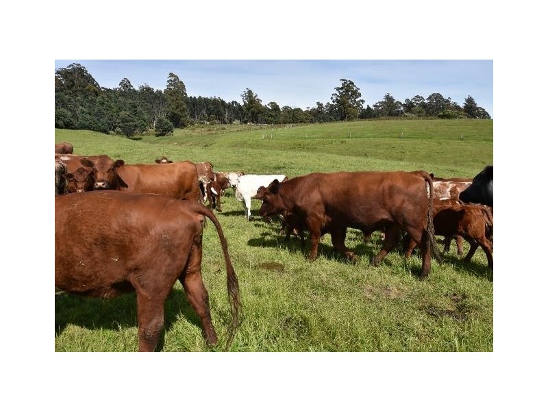 68 Mt Beulah Road, Western Creek TAS 7304